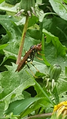 Polistes weyrauchorum