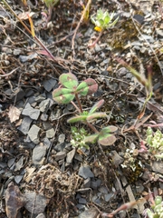 Trifolium hirtum