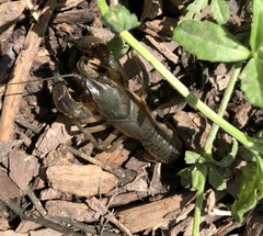Procambarus steigmani