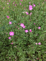 Oenothera rosea