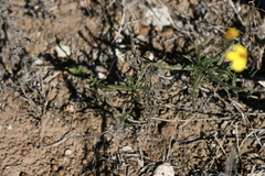 Senecio crassiusculus