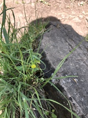 Trifolium dubium