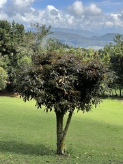 Quercus humboldtii
