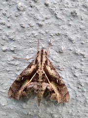 Hemeroplanes ornatus