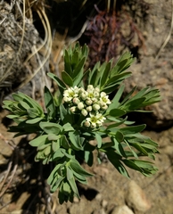 Comandra umbellata pallida