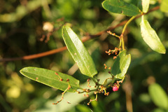 Muehlenbeckia sagittifolia