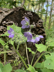 Hydrophyllum appendiculatum