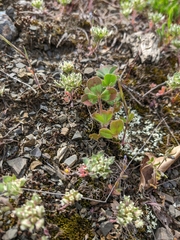 Trifolium hirtum