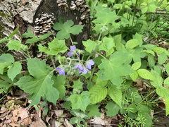 Hydrophyllum appendiculatum