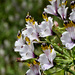 Alstroemeria pulchra maxima - Photo (c) R P, algunos derechos reservados (CC BY-NC-ND)