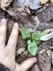 Orthilia secunda