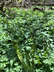 Matteuccia struthiopteris