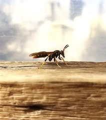 Polistes weyrauchorum