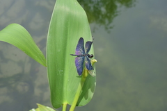 Rhyothemis fuliginosa