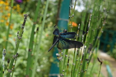 Rhyothemis fuliginosa