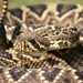 Eastern Diamondback Rattlesnake - Photo (c) gshrum, some rights reserved (CC BY-NC)