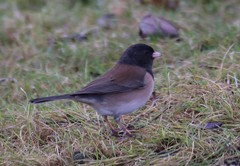 Junco hyemalis oreganus