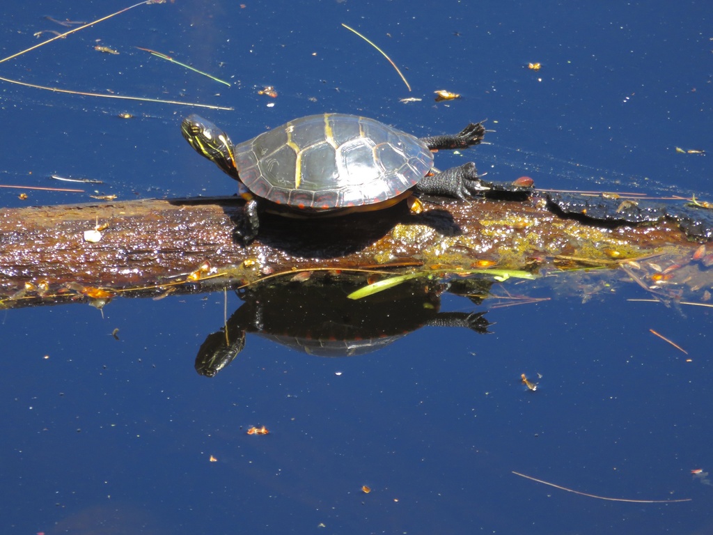 Eastern Painted Turtle from Davis Rd, Tyngsboro, MA, US on May 01, 2021