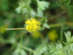 Trifolium dubium