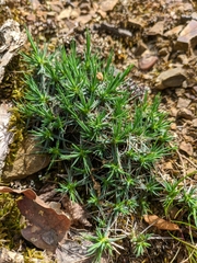 Dianthus humilis