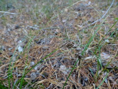 Carex arenaria