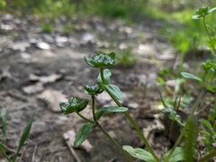Valerianella turgida