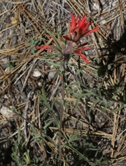 Castilleja montigena
