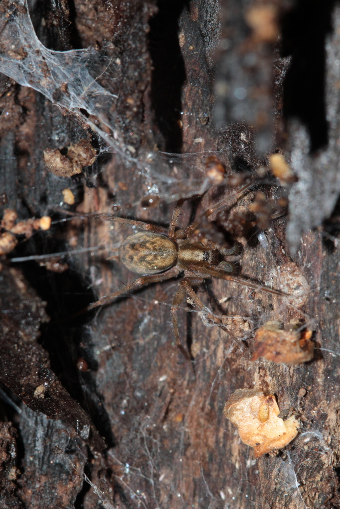 Histopona torpida