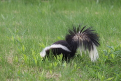 Mephitis mephitis