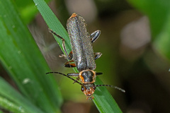 Cantharis xanthoporpa