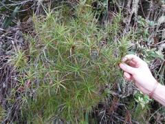 Dracophyllum sinclairii