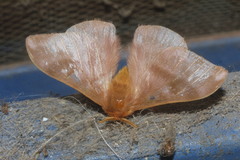 Hylesia coinopus