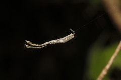 Miagrammopes mexicanus