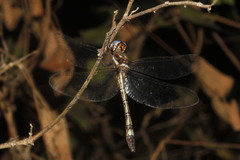 Macrothemis imitans
