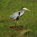Grey × Purple Heron - Photo (c) mary-hunter, some rights reserved (CC BY-NC), uploaded by mary-hunter