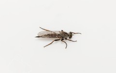 Cerdistus erythrurus