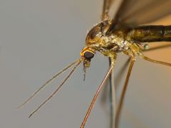 Leptotarsus mesocerus