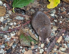 Sorex cinereus