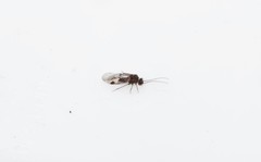 Amphigerontia contaminata