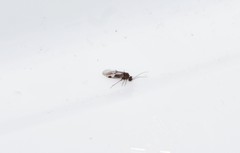 Amphigerontia contaminata