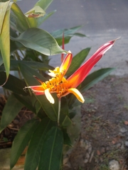 Heliconia psittacorum