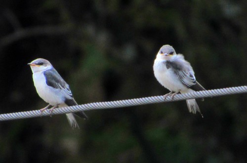 Tachycineta albiventer
