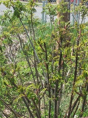 Rhus typhina