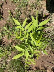 Sapindus drummondii