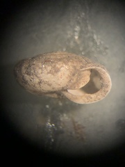 Inflectarius inflectus