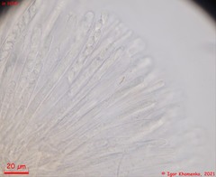 Ciboria betulae