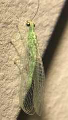 Chrysoperla comanche