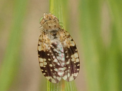 Tephritis conura