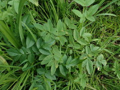 Angelica sylvestris