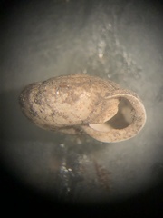 Inflectarius inflectus